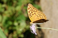 Agrynnis paphia